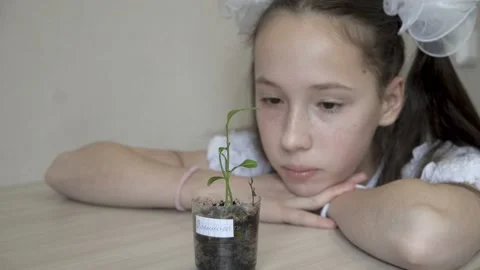 Close-up of a small green sprout in a clear plastic pot on the table. In the 스톡 동영상 149442437
