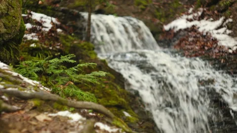 Close up of small green spruce on background mountain waterfall at early spring Stock Footage 326440655