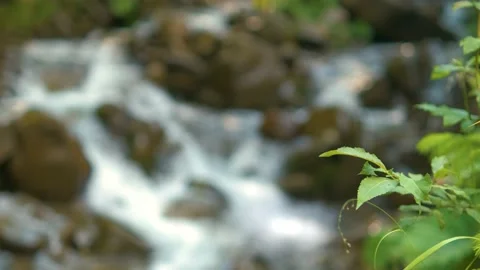 Close up of small green tree branch moving on light breeze with blurred mountain Stock Footage 160444836