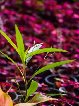 Close up small green tree on red leaf tree background Stock Photos