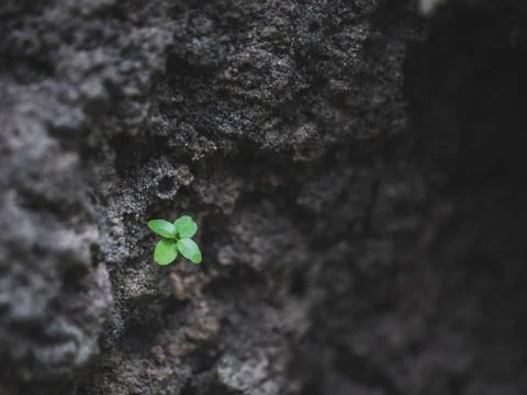 Close-up of a small green trees Stock Photos