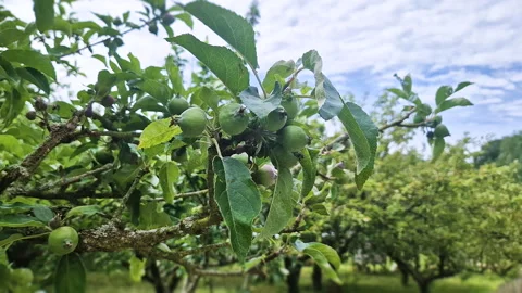 Close-up of small green unripe apples growing on a tree branch in an orchard Stock Footage 345175782