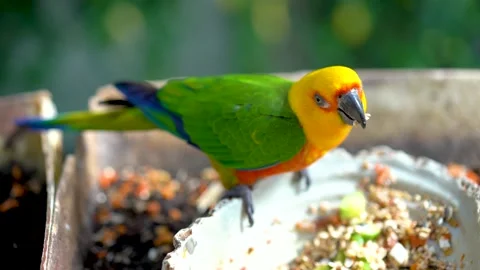 Close-up of a small green-yellow bird that eats food against the background Stock Footage 235957015