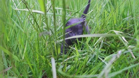 Close-up of a small, grey kitten wading through green grass on a Sunny day. Cute Video stock 131912073