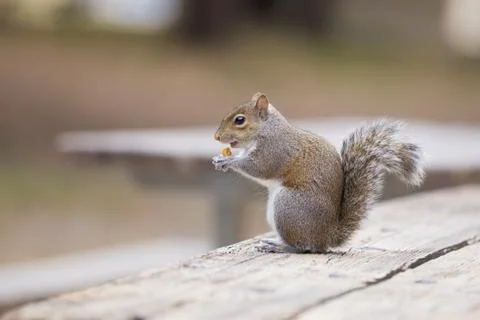 Close-up of a small grey squirrel sitting on a wooden table in the city park Stock Photos