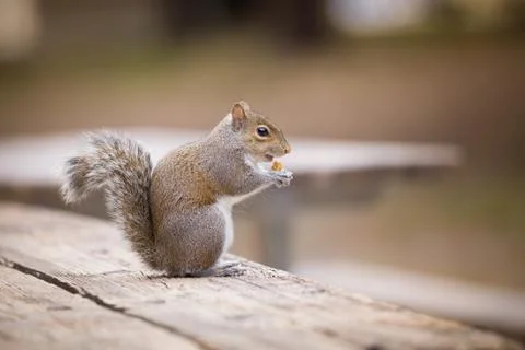 Close-up of a small grey squirrel sitting on a wooden table in the city park  Stock Photos