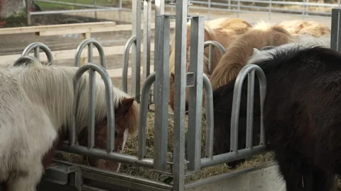 Close up of a small group of horses Stock Footage 219797902