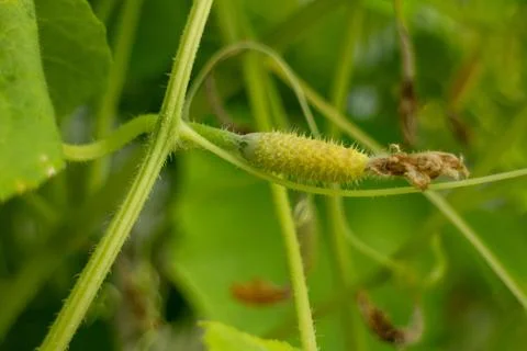 Close-up of a Small Growing Cucumber on a Vine in a Home Organic Vegetable 库存照片