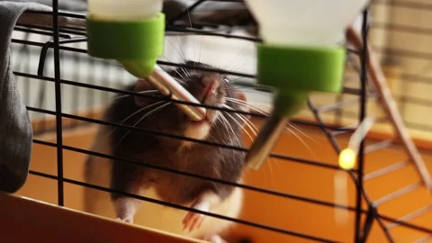 Close-up of a small hamster drinking water from a bottle in its cage Stock Footage 337172999