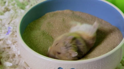 Close-up of a small hamster rolling in sand bath to clean its fur. Stock Footage 63512754