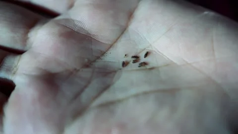 Close-up of small head lice in the hand Stock Footage 321223645