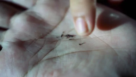 Close-up of small head lice in the hand Stock Footage 321223652