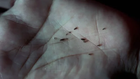 Close-up of small head lice in the hand Stock Footage 321223662