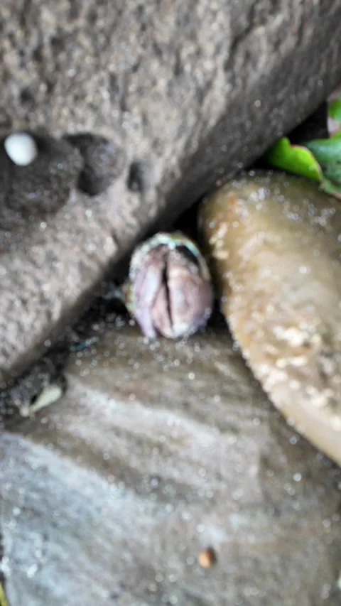Close Up of Small Hermit Crabs and Seashells Hiding Between Wet Coastal Rocks Видео 336041116