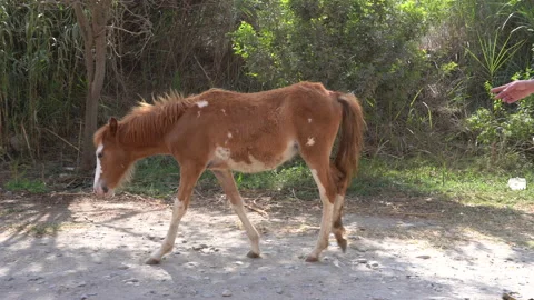 Close-up of a small horse walking alone on land Vidéo 141832982