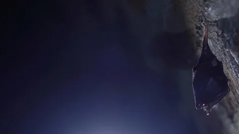 Close up small horseshoe bat covered by wings shake awaked after hibernation. Stock Footage 128617720