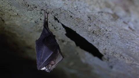 Close up small horseshoe bat covered by wings shake awaked after hibernation. Stock Footage 128618204