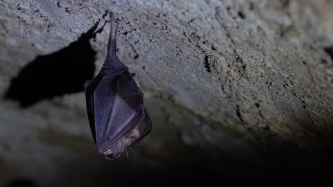 Close up small horseshoe bat covered by wings shake awaked after hibernation. Stock Footage 128618683