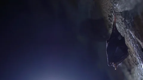 Close up small horseshoe bat covered by wings shake awaked after hibernation. Stock Footage 128618716