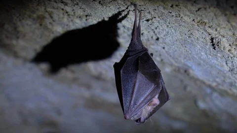 Close up small horseshoe bat covered by wings shake awaked after hibernation. Stock Footage 128632363