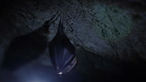 Close up small horseshoe bat covered by wings shake awaked after hibernation. Stock Footage 128633515