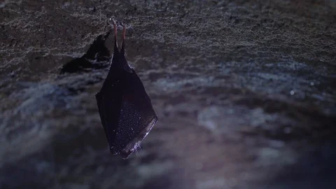Close up small horseshoe bat covered by wings shake awaked after hibernation. Stock Footage 129580612