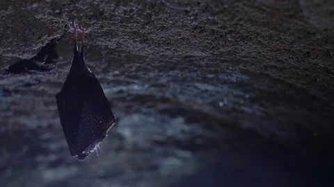 Close up small horseshoe bat covered by wings shake awaked after hibernation. Stock Footage 129580650