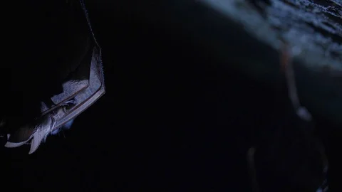 Close up small horseshoe bat covered by wings shake awaked after hibernation. Stock Footage 129581476