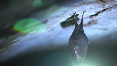 Close up small horseshoe bat covered by wings shake awaked after hibernation. Stock Footage 153841418