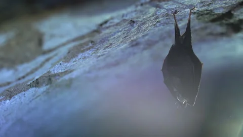 Close up small horseshoe bat covered by wings shake awaked after hibernation. Stock Footage 153845880