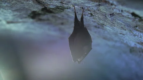 Close up small horseshoe bat covered by wings shake awaked after hibernation. Stock Footage 153850154