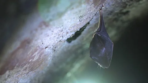 Close up small horseshoe bat covered by wings shake awaked after hibernation. Stock Footage 154262053