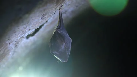 Close up small horseshoe bat covered by wings shake awaked after hibernation. Stock Footage 154266866
