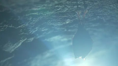 Close up small horseshoe bat covered by wings shake awaked after hibernation. Stock Footage 154615490
