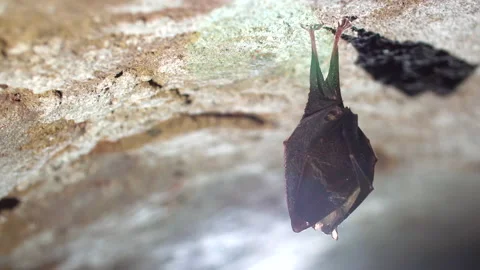 Close up small horseshoe bat covered by wings shake awaked after hibernation. Stock Footage 154617054