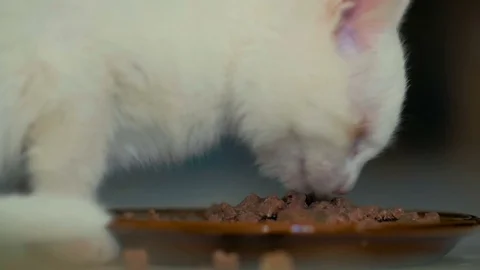 Close-up of a small hungry kitten eagerly eats animal food from a plate Stock Footage 83787873
