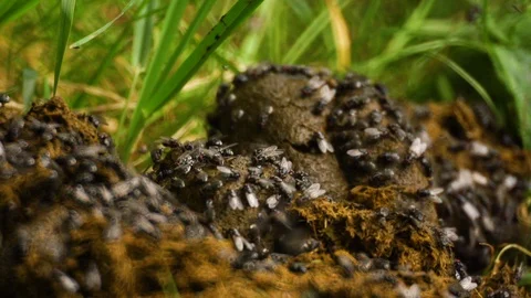 Close up small insect on cow dung Video stock 127886625