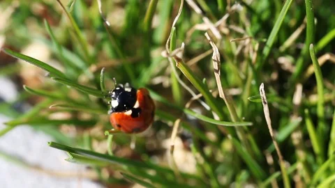 Close up of a small insect crawling through the grass. Macro of a lady bug walki Stock Footage 88106560