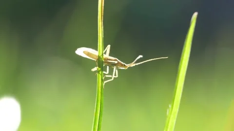 Close up of small insect flying away from grass strand during sunny day Stock Footage 172142484