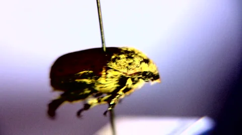 Close up of a small insect Stock Footage 1072412