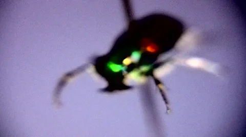 Close up of a small insect 動画素材 1072441