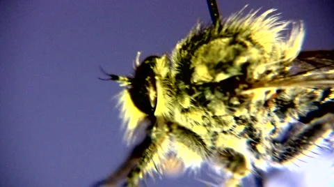 Close up of a small insect Stock Footage 1072462
