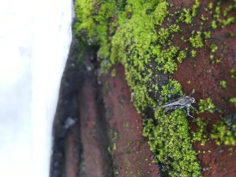 Close-up of a small insect on a moss-covered surface. Stock Photos