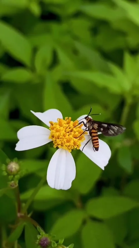 Close up the small insect perched delicately white flower Stock Footage 318086515