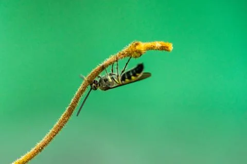 Close-up of a small insect on the top of a tree and a green background Stock Photos