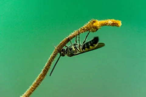 Close-up of a small insect on the top of a tree and a green background Stock Photos