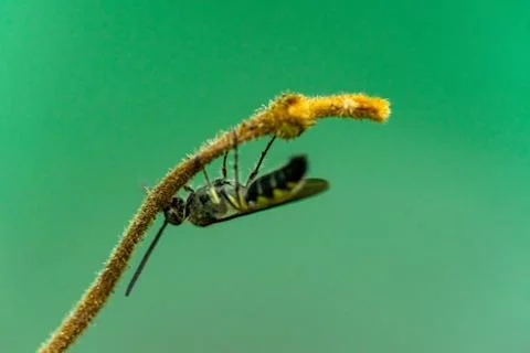 Close-up of a small insect on the top of a tree and a green background Stock Photos