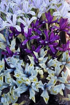 Close-up of small iris sprouts with soft blue and violet flowers Stock Photos