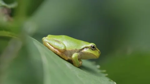 Close up of small Japanese green treefrog resting on leaf outdoors Stock Footage 292950142