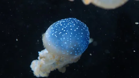 Close up of a small jelly fish Video stock 299636560